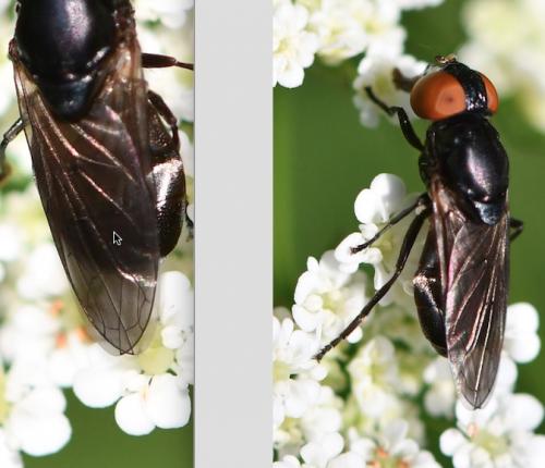 Réf. 283 860 : Chrysogaster solstitialis